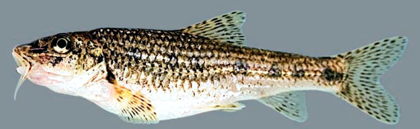 Gobio lozanoi_08.jpg